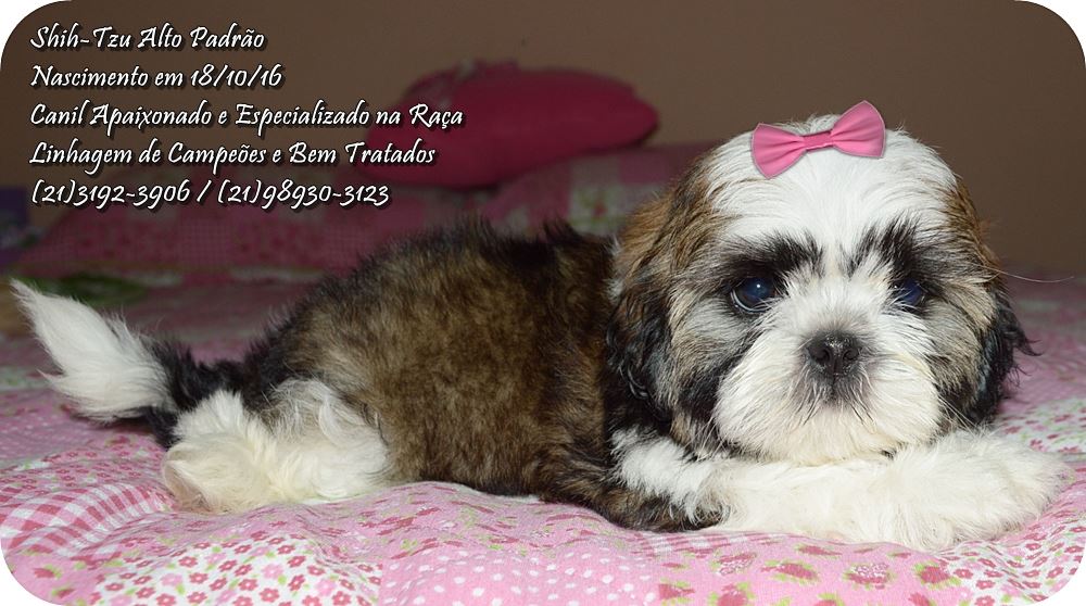 cachorro da raça shih tzu para vender